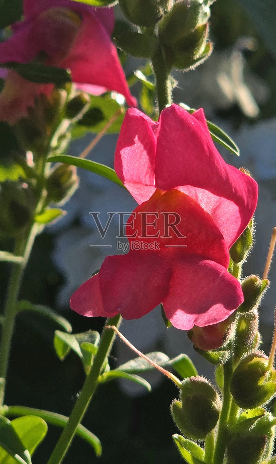 2025年7月12日，在温哥华海堤绿道人行步道旁、科学馆附近的溪畔社区康乐中心看到的鲜花和植物。照片摄影图片