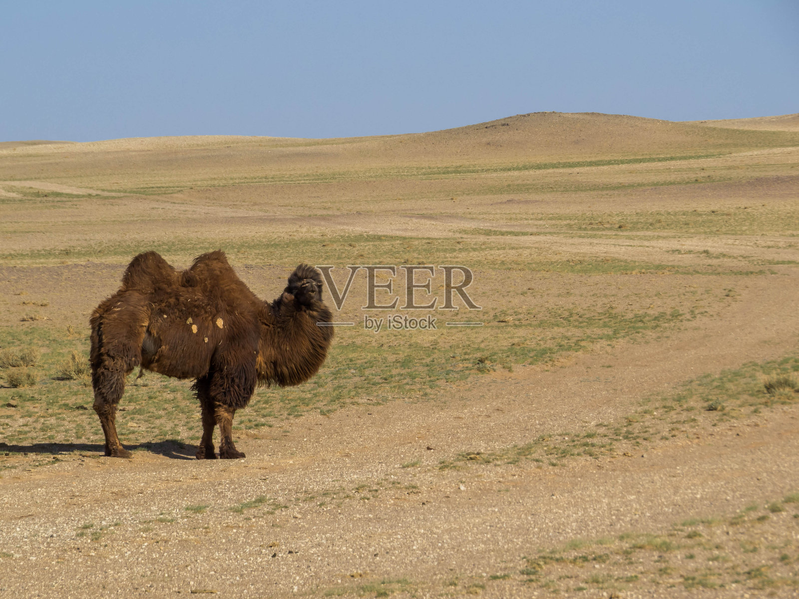 蒙古骆驼照片摄影图片