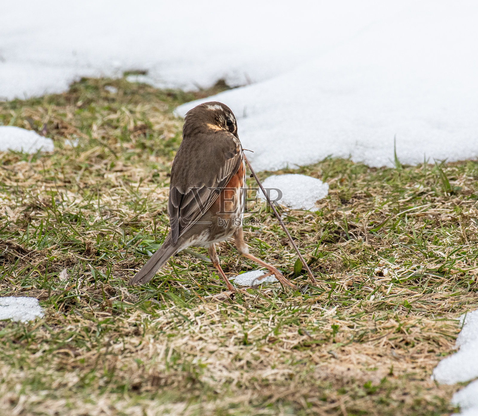 美丽的自然中的红翼鸫照片摄影图片