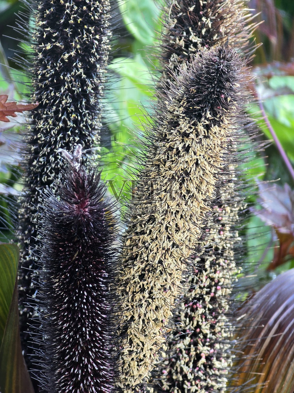 2025年7月12日，在温哥华溪畔社区康乐中心靠近科学馆的滨海绿道步行道旁看到的鲜花和植物。照片摄影图片