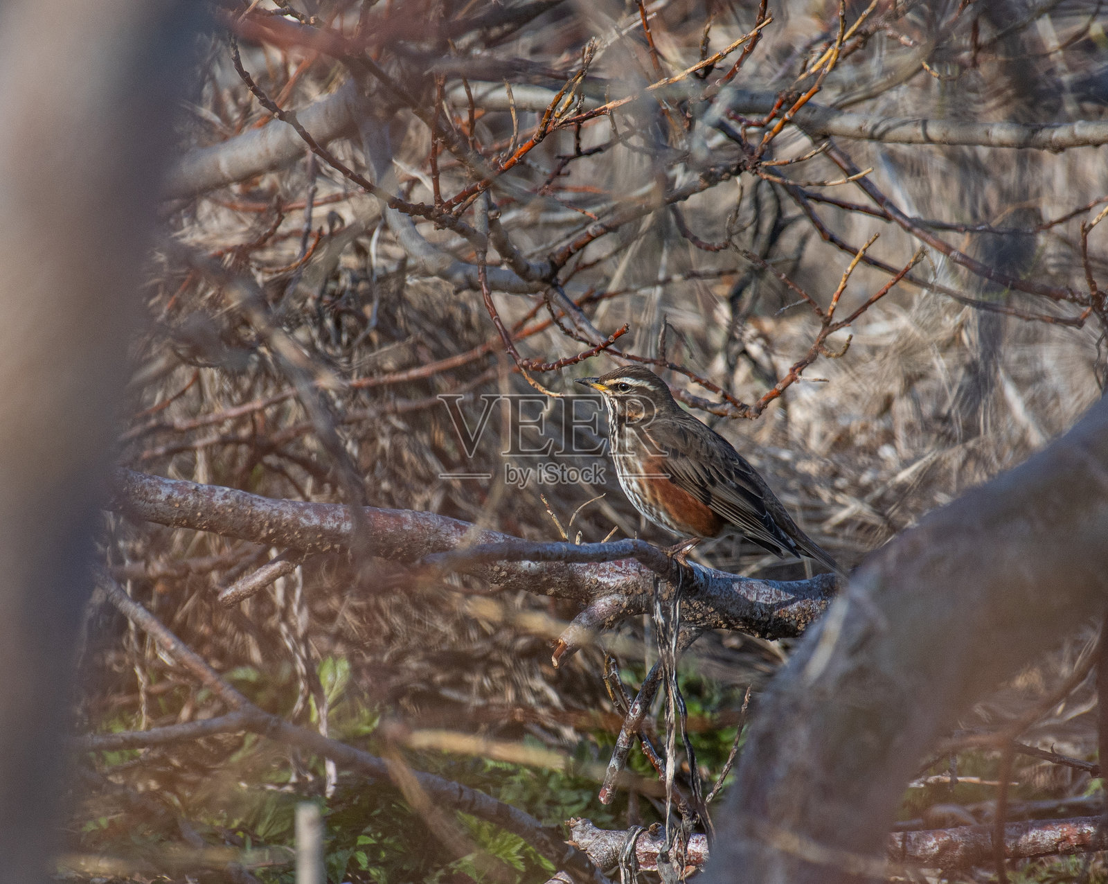红翼鹪鹩在美丽的自然风光中照片摄影图片