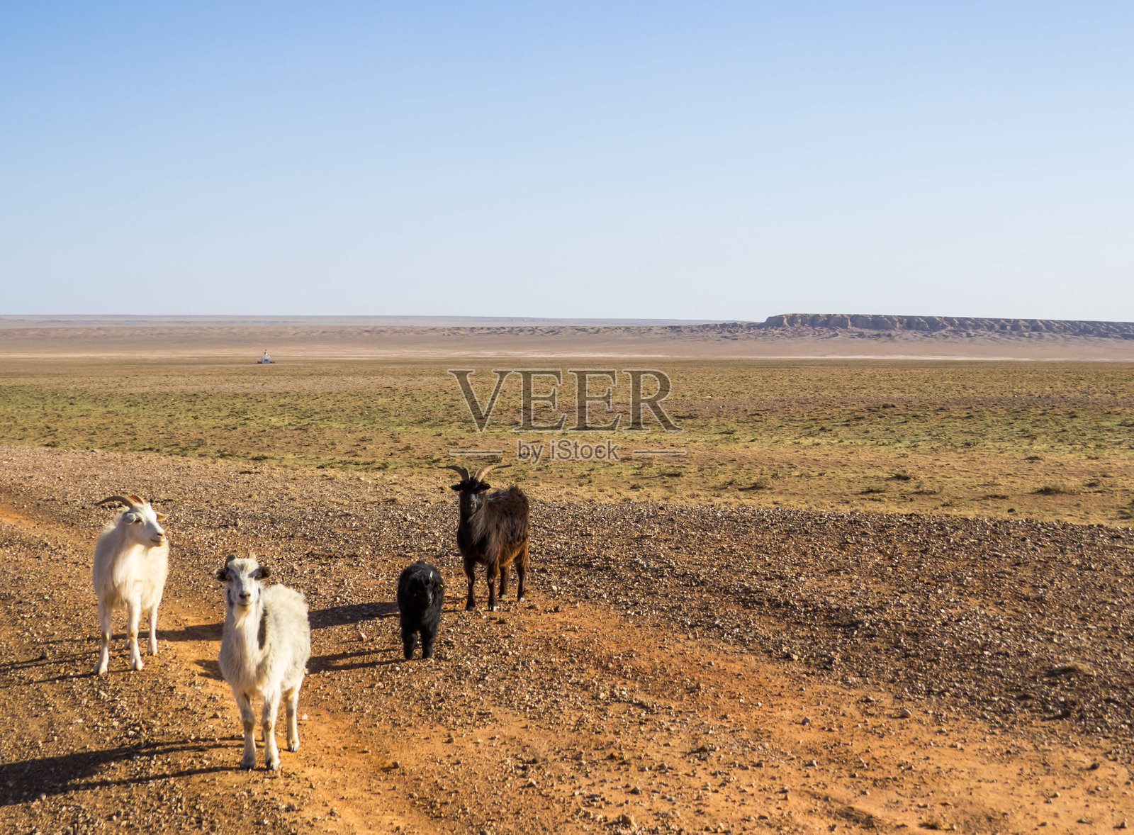 戈壁沙漠山羊照片摄影图片