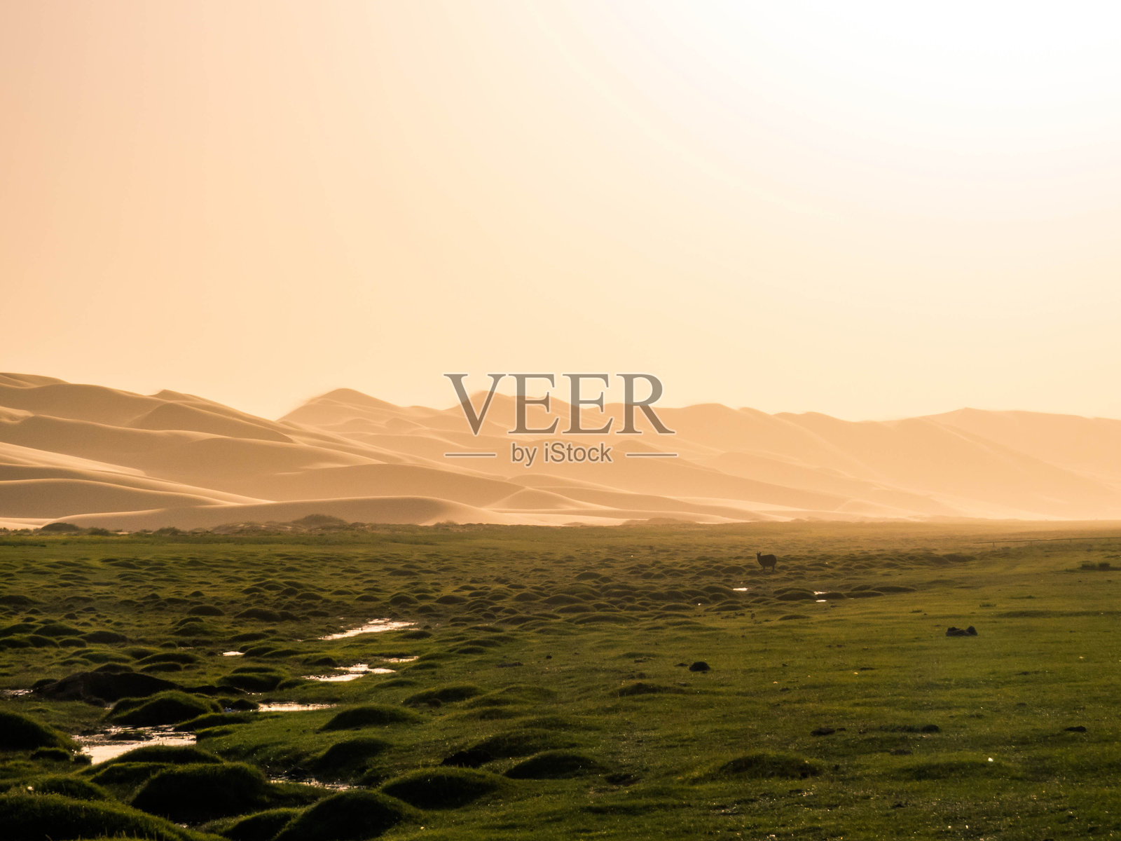 洪戈里沙丘，戈壁沙漠，蒙古照片摄影图片