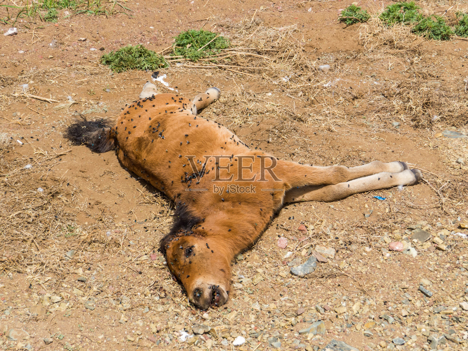 死马照片摄影图片