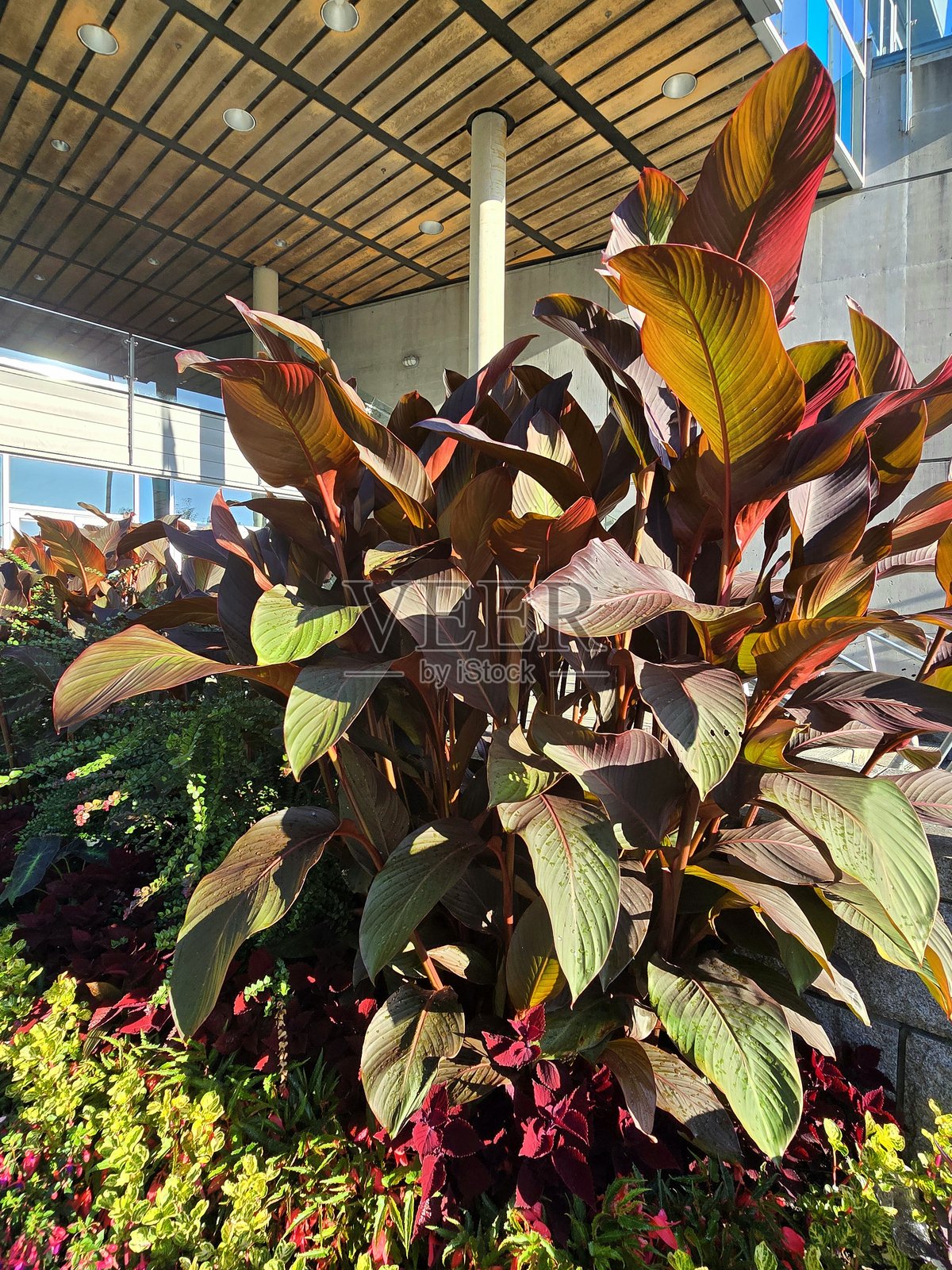 2025年7月12日，在温哥华溪边社区康乐中心附近、靠近科学馆的临海绿道步行道旁看到的鲜花和植物。照片摄影图片