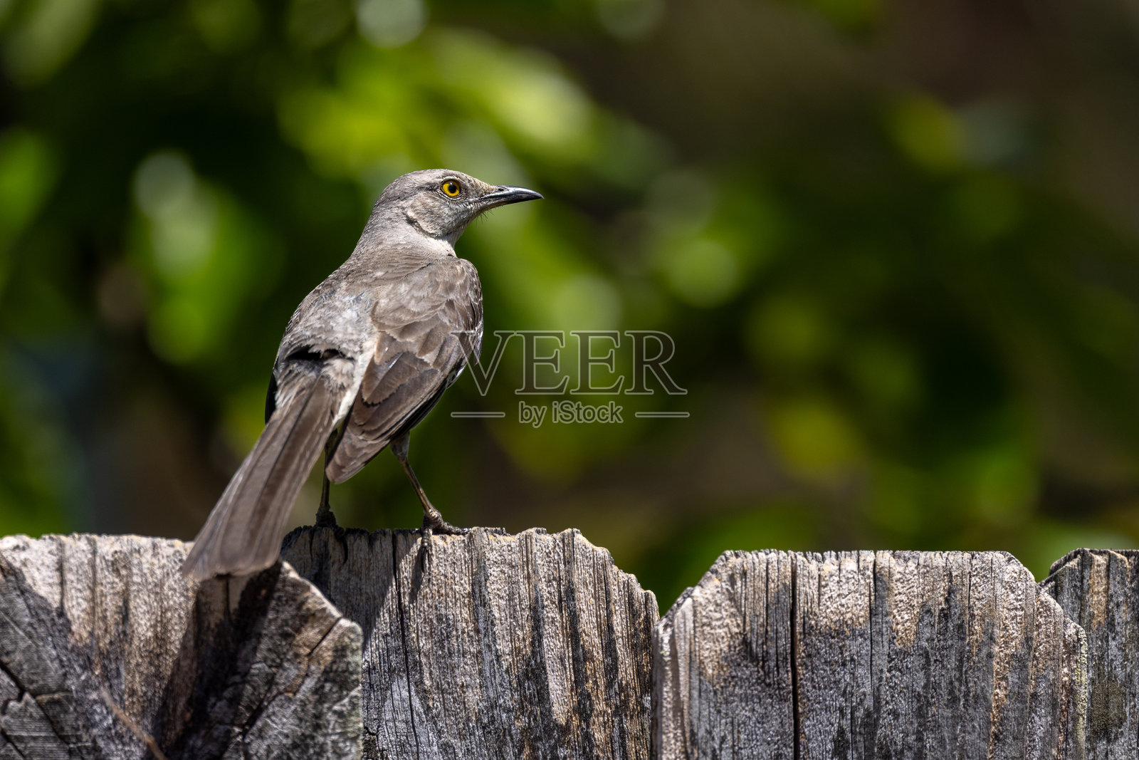 后院栅栏上的反舌鸟照片摄影图片