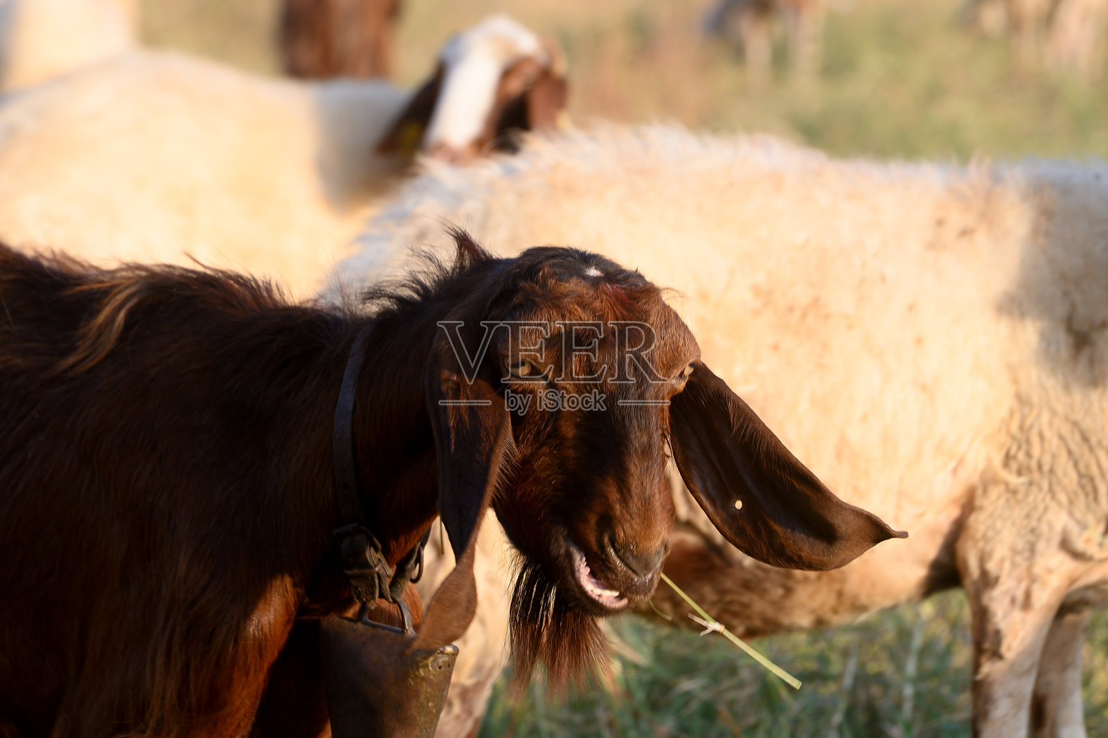 棕色塞浦路斯长耳山羊特写侧视图照片摄影图片