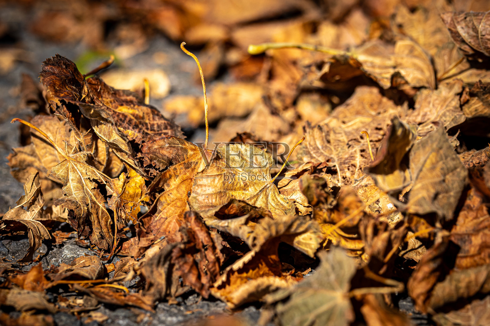 秋日阳光下，地上铺着几片清脆的棕色落叶，时值九月。照片摄影图片