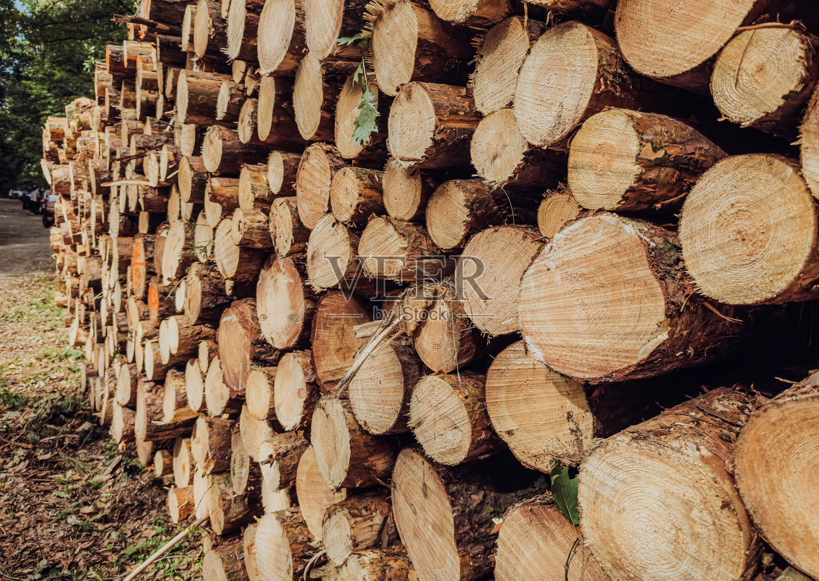 堆叠的厚实松木原木，用于建筑、工业和木工的原材料照片摄影图片