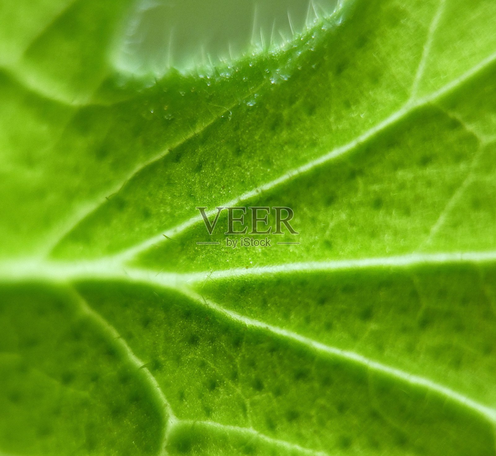 柠檬香叶天竺葵 - 皱叶天竺葵 - 叶子 - 带有细小绒毛和露珠 - 特写照片摄影图片