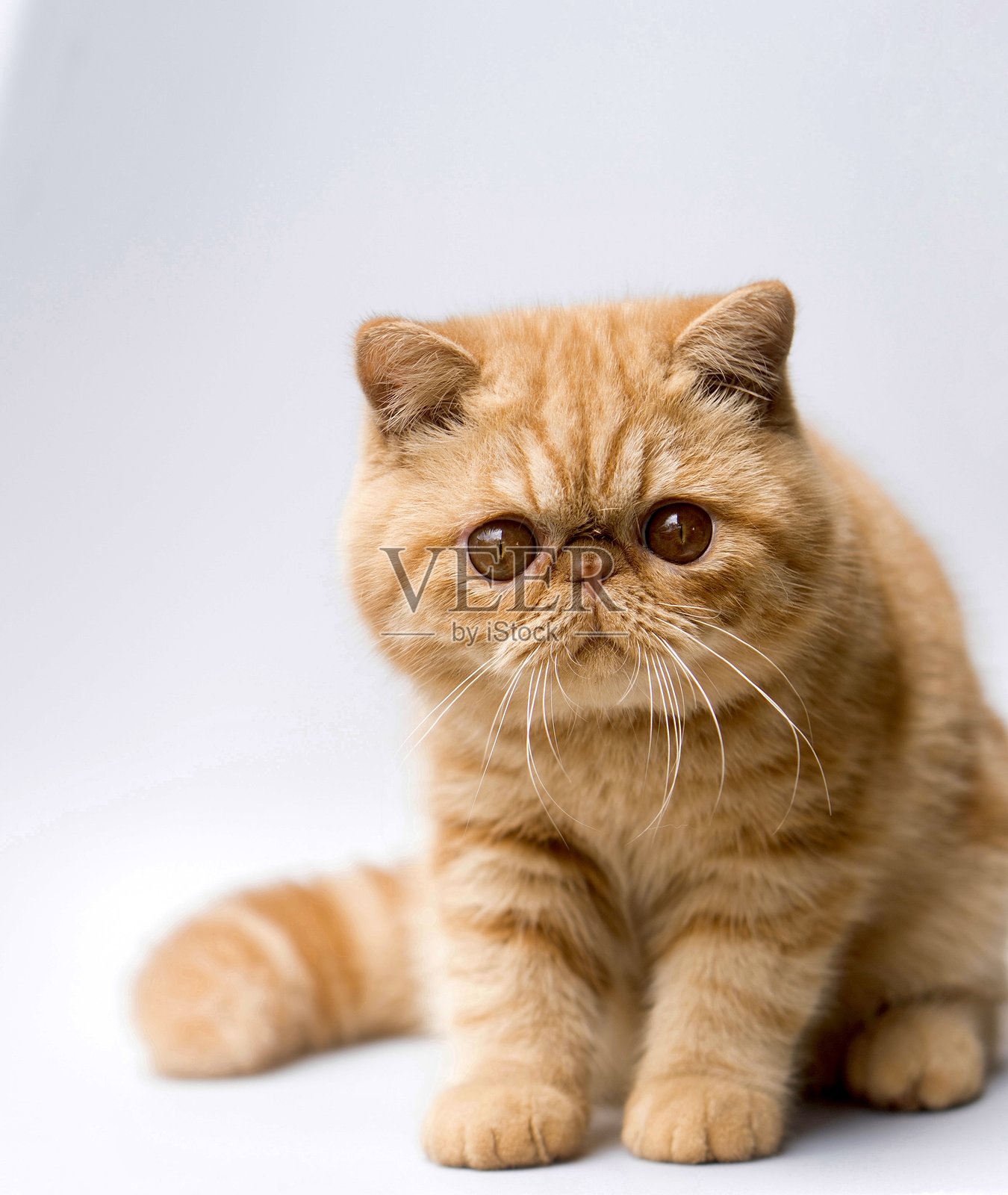 圆脸异国短毛猫（姜黄色）照片摄影图片