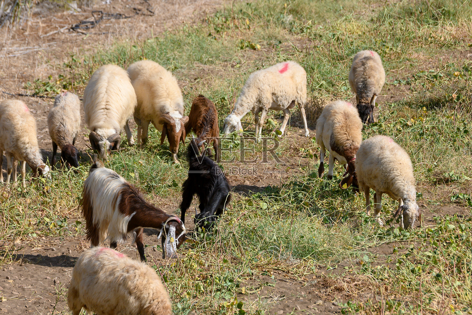 塞浦路斯山羊和绵羊在日落时分的牧场上吃草照片摄影图片