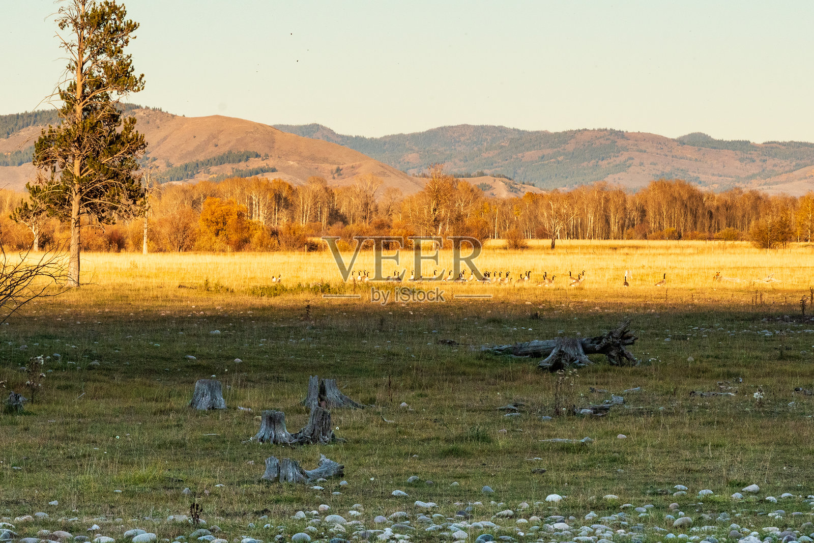 金色时段的光线照亮了怀俄明州乡村的一片空旷田野。照片摄影图片