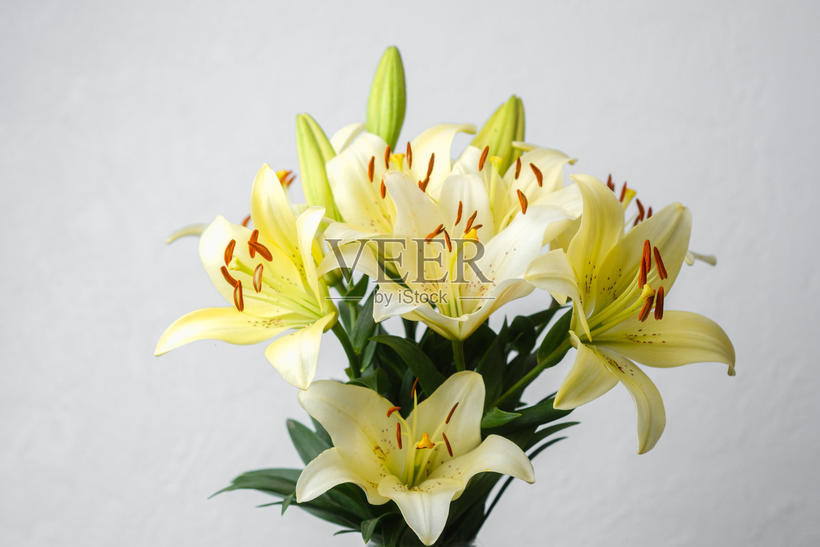 黄色百合花束，柔和光线照片摄影图片