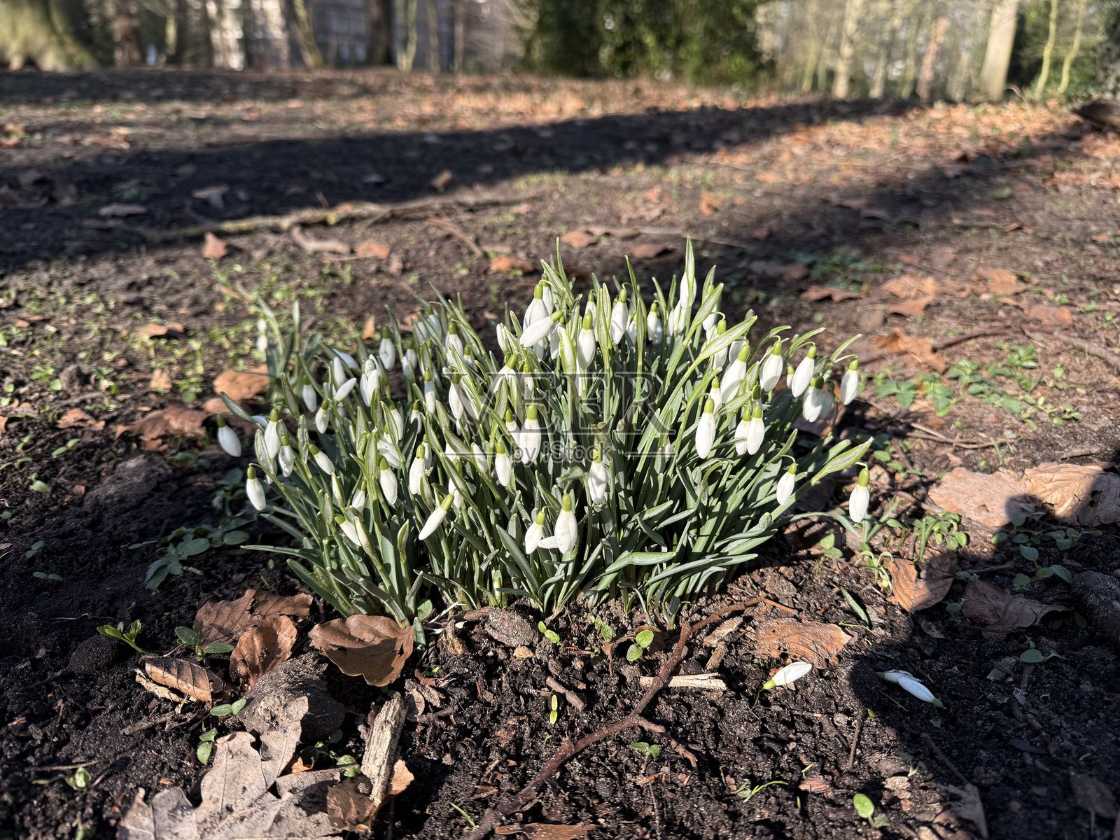 春天的雪花莲花绽放照片摄影图片