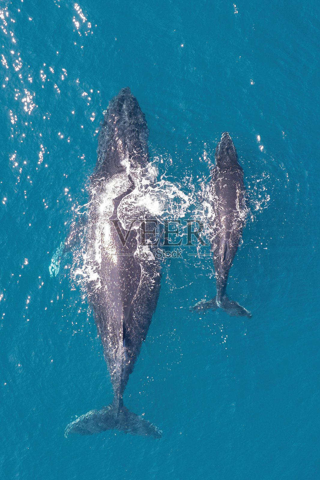 座头鲸母子照片摄影图片