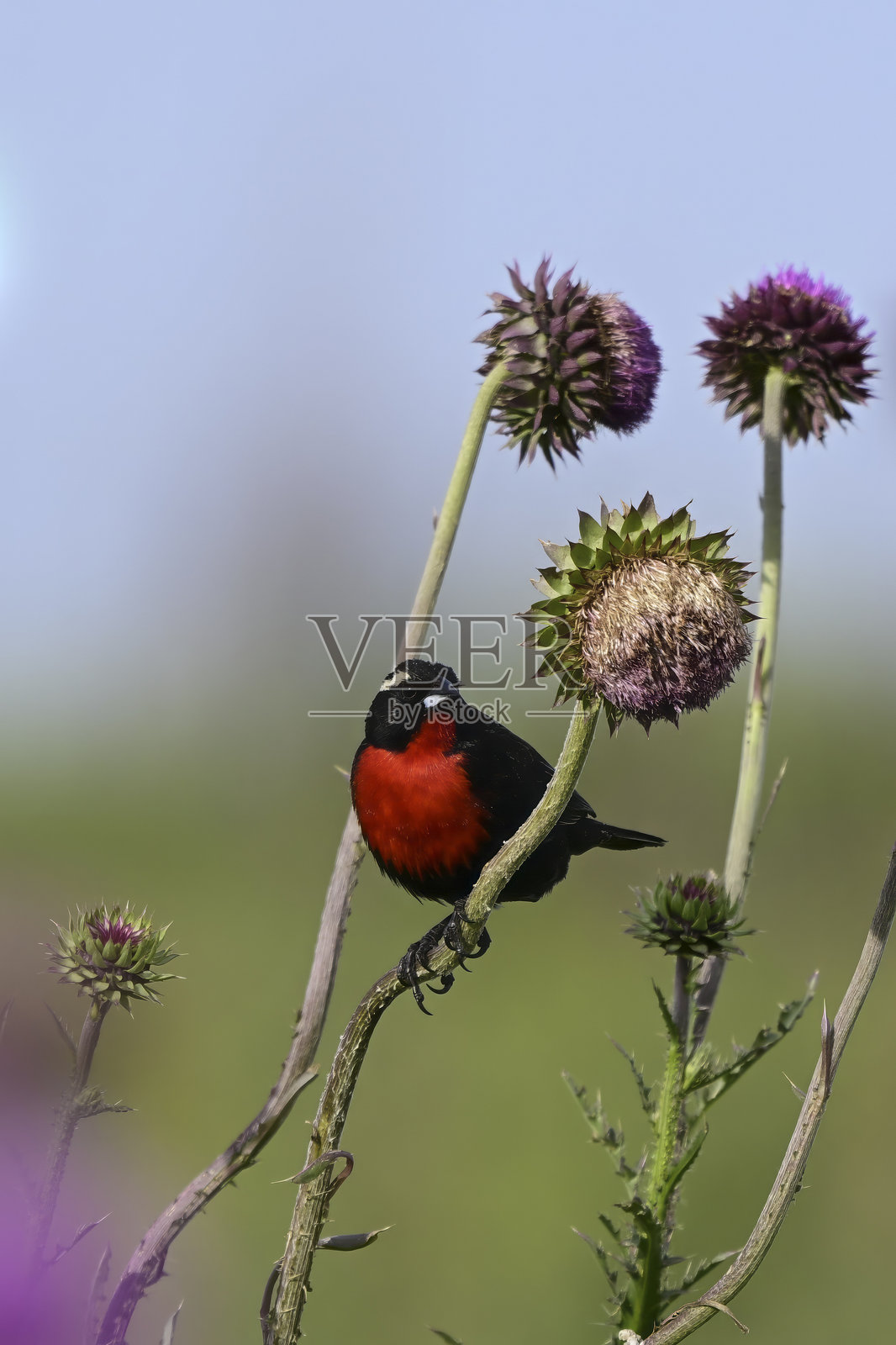 红胸草地鹀（Sturnella superciliaris）在阿根廷巴塔哥尼亚拉潘帕省潘帕斯草原的蓟田里。照片摄影图片