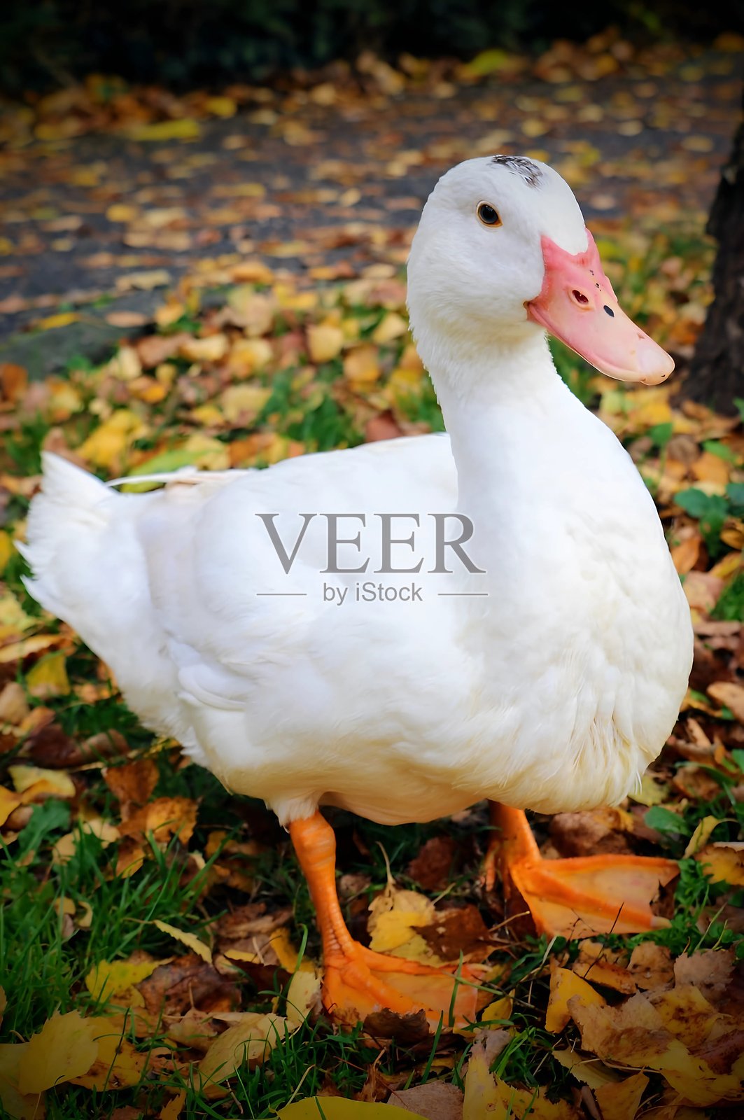 公园里，一只白鸭子站在秋叶上照片摄影图片
