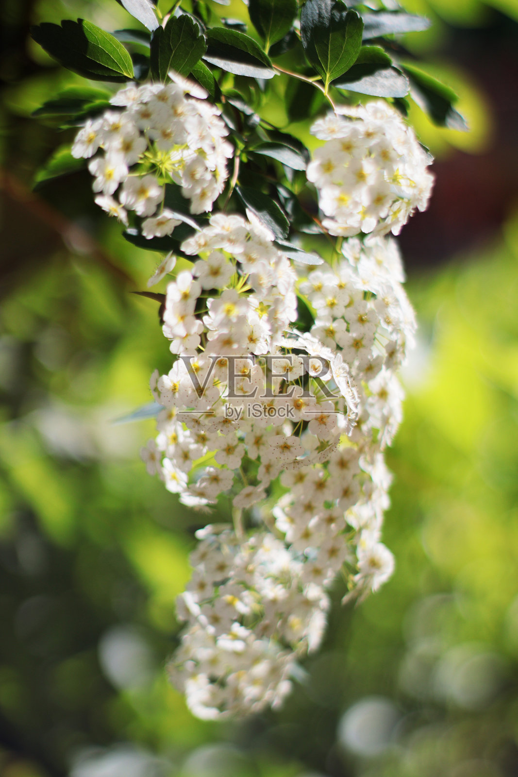 一簇簇白色的小花悬挂在树枝上，花朵细小精致，颜色洁白，零星分布在树上，有些花靠近顶部。照片摄影图片