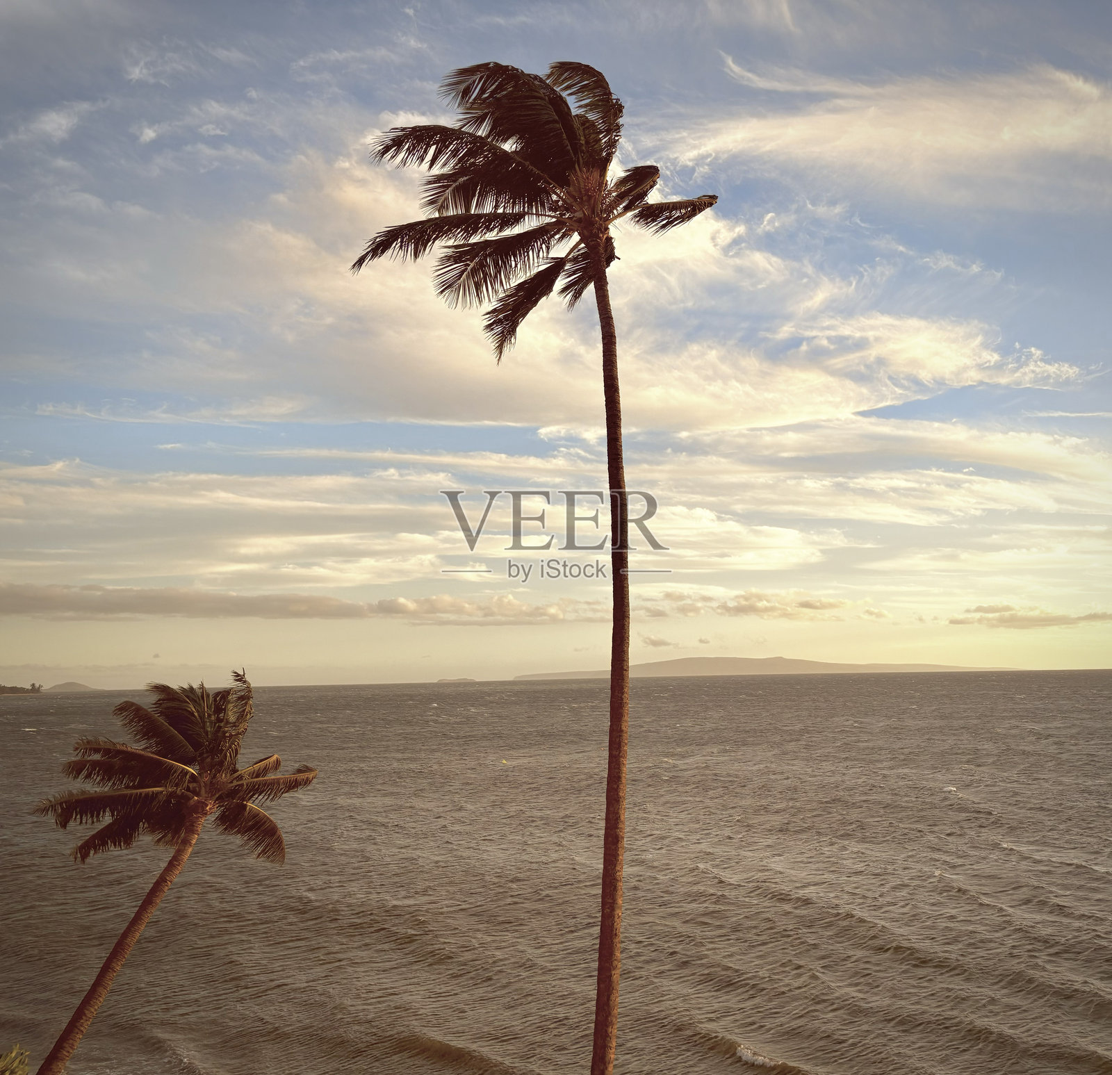 椰子树照片摄影图片