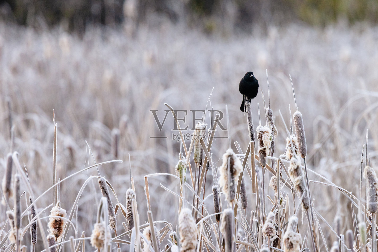 红翅黑鹂照片摄影图片