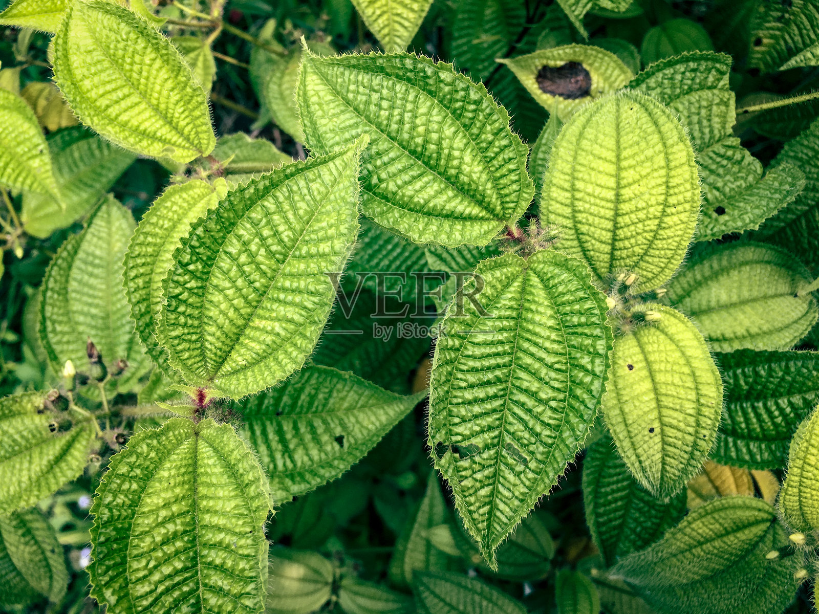 婆罗洲热带雨林，印度尼西亚，Meratus山林中Clidemia Hirta（荔枝菊）的叶片纹理。照片摄影图片