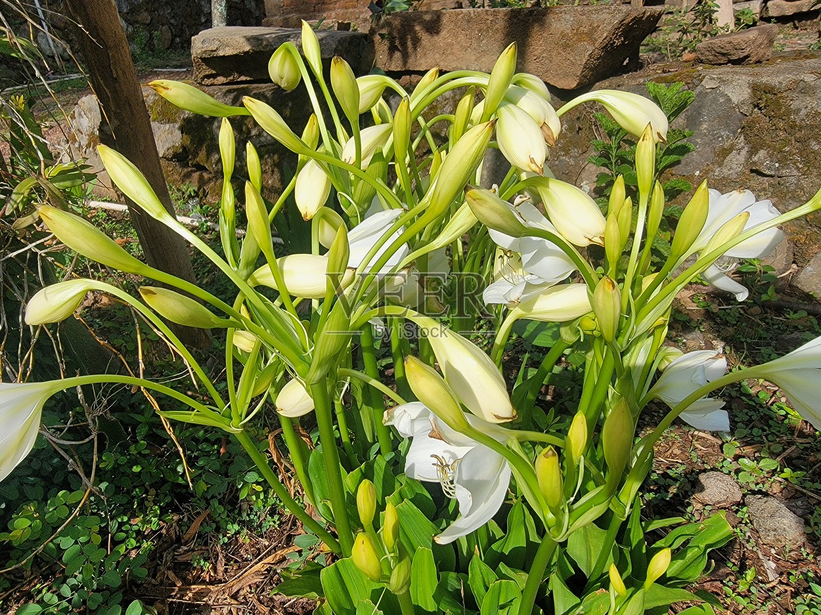 Crinum moorei 'Album' - 白色百合花照片摄影图片