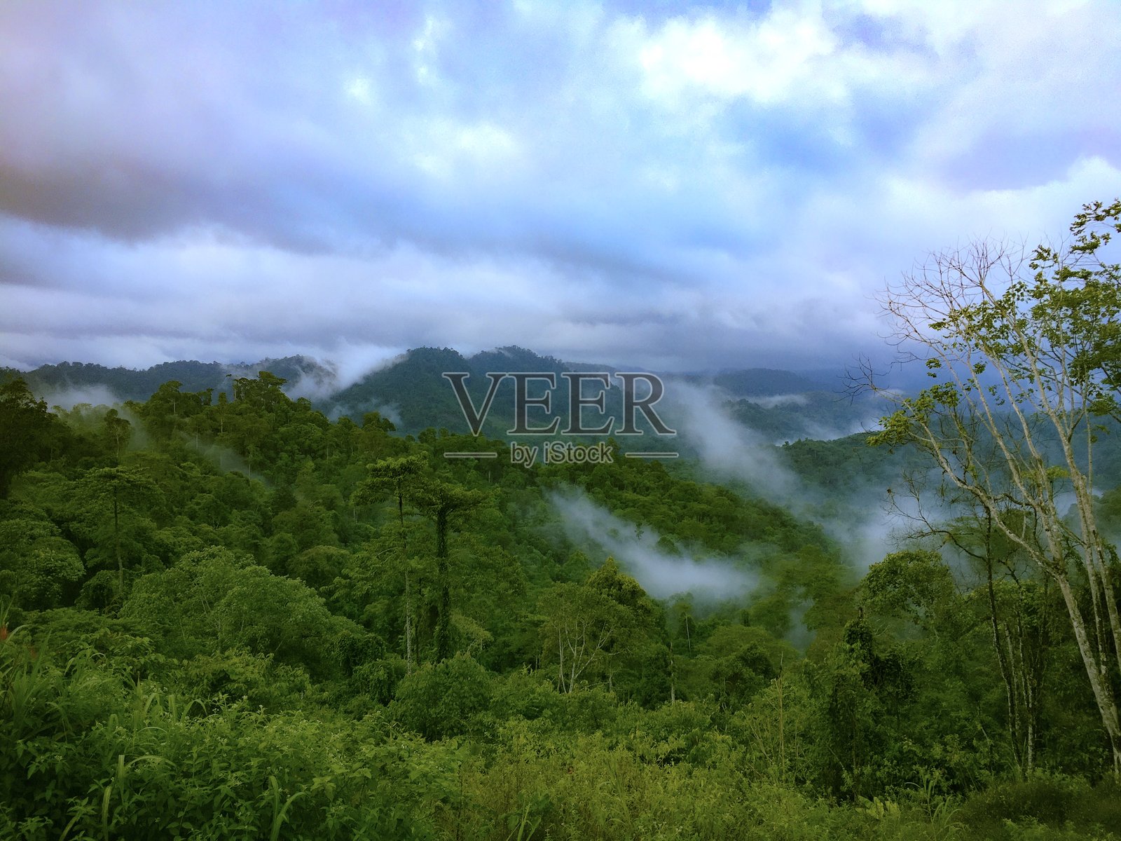 印度尼西亚婆罗洲热带雨林马鲁都山森林景观。照片摄影图片
