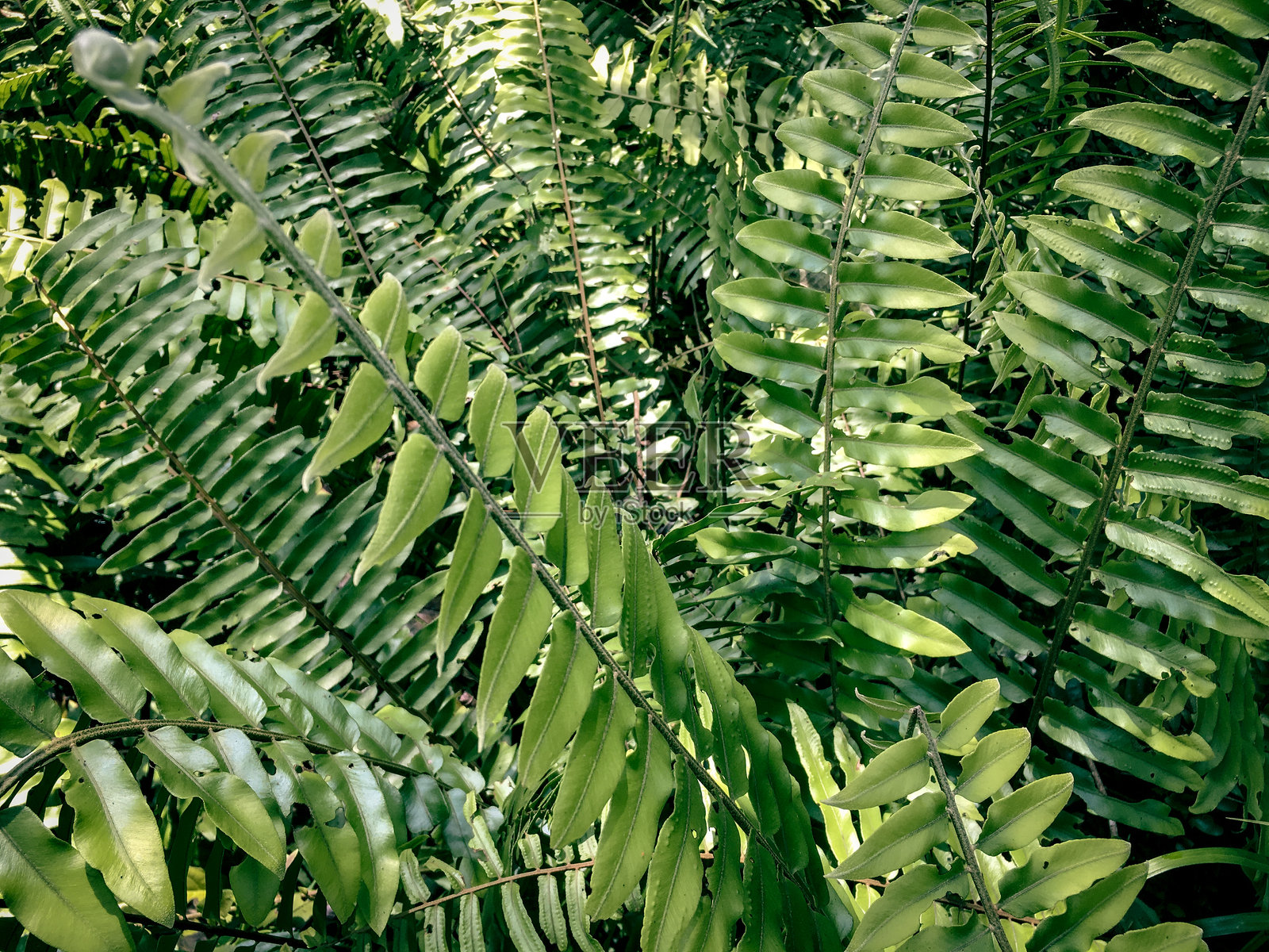 印度尼西亚婆罗洲热带雨林，Meratus山林中的蕨类植物叶子纹理。照片摄影图片