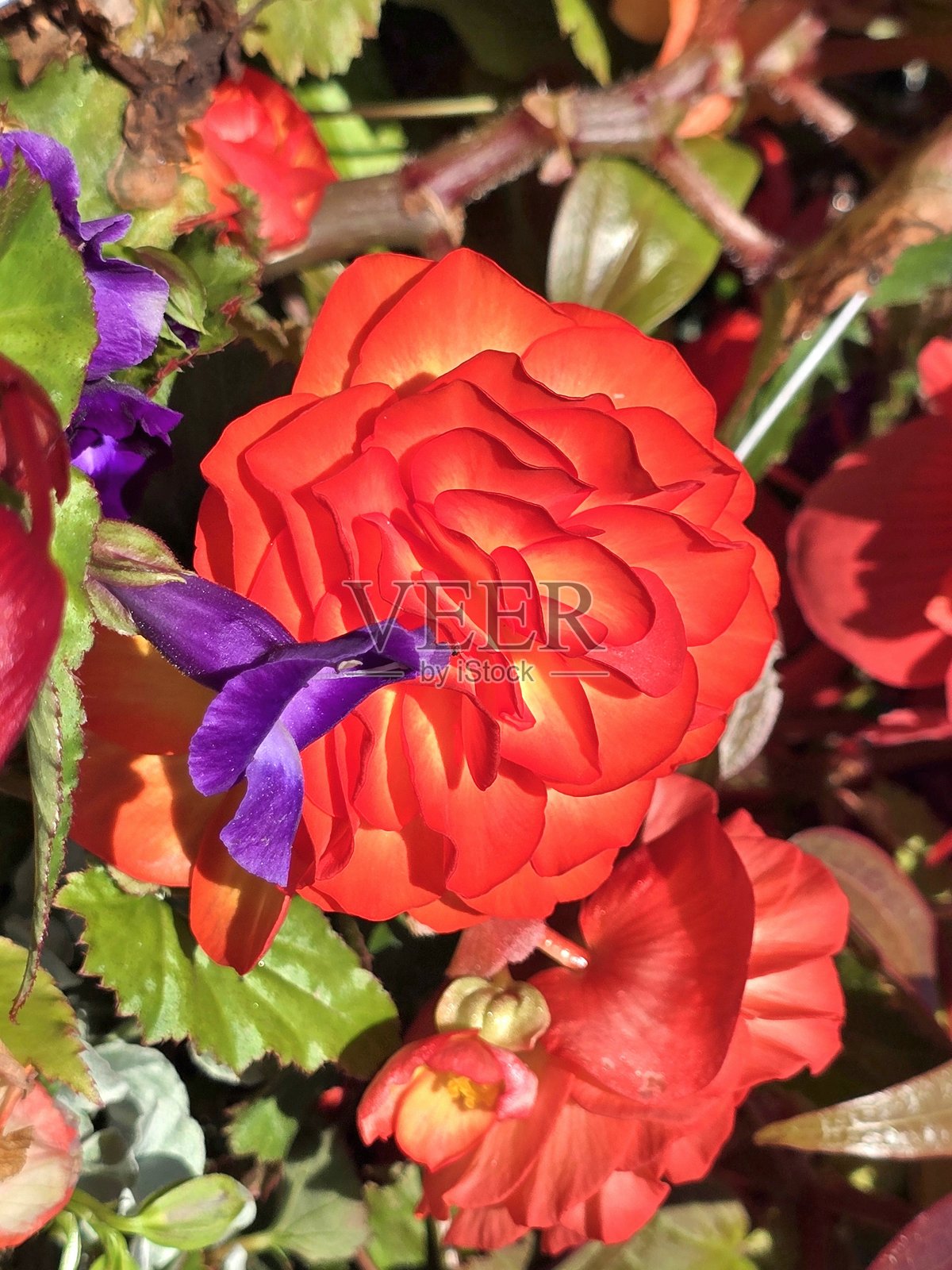 2025年7月12日早上，从草丘到查尔森公园，沿着海堤绿道步行道的花卉和植物。照片摄影图片