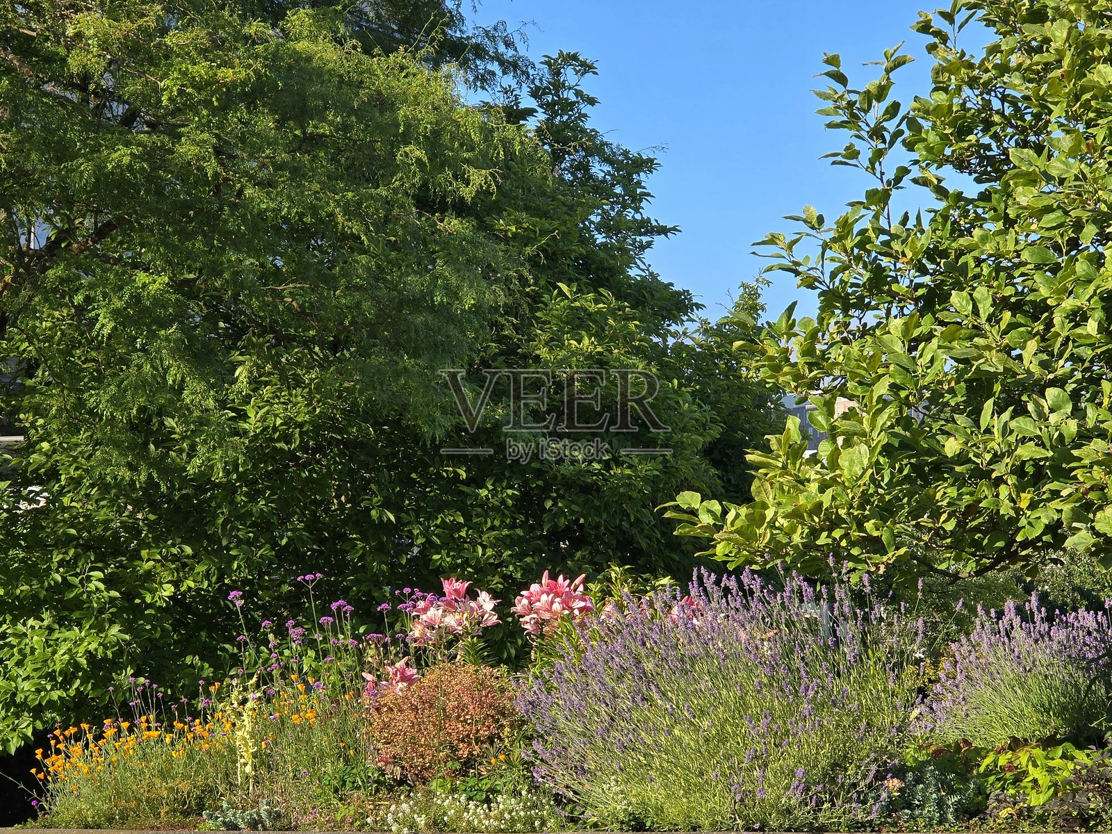 2025年7月12日早上，从草坡到查尔森公园，沿着海堤绿道步行道的鲜花和植物。照片摄影图片