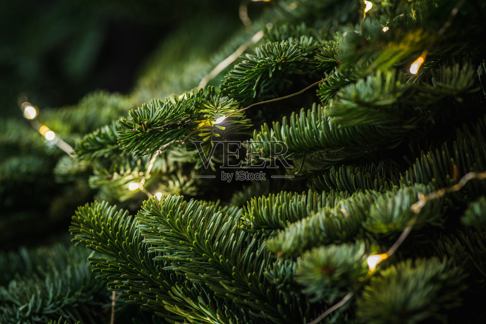 蓝色的丹麦冷杉枝条，挂着圣诞花环照片摄影图片