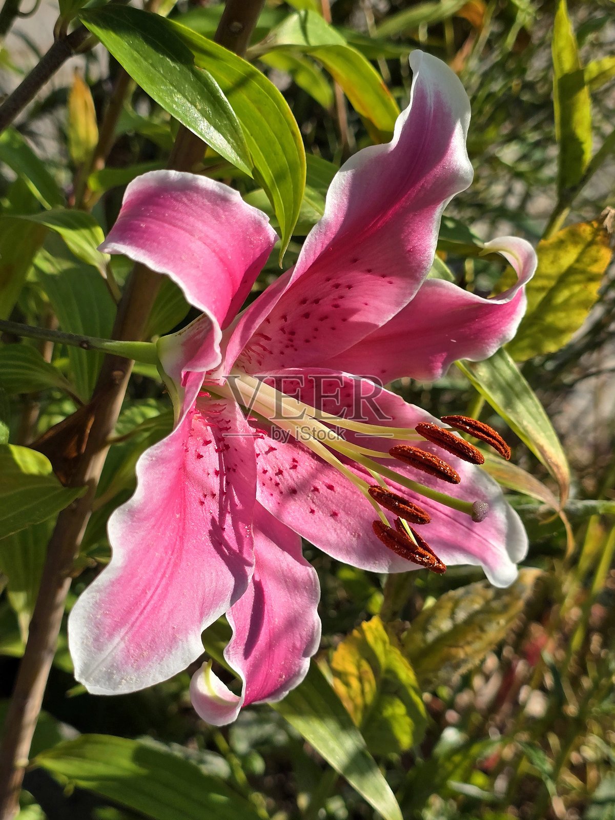 2025年7月12日早晨，从草坡到查尔森公园，沿着海堤绿道步行道的花卉和植物。照片摄影图片