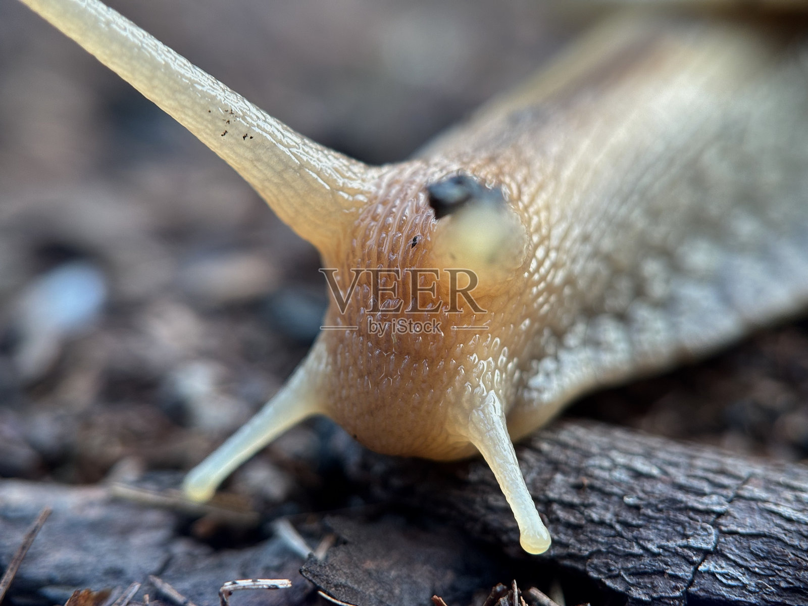 雨后花园里的蜗牛照片摄影图片