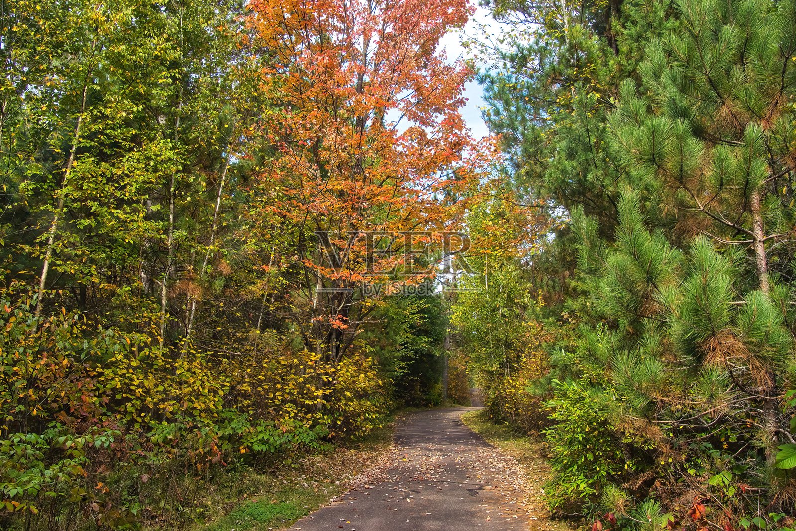 维拉斯县多彩的森林小径照片摄影图片
