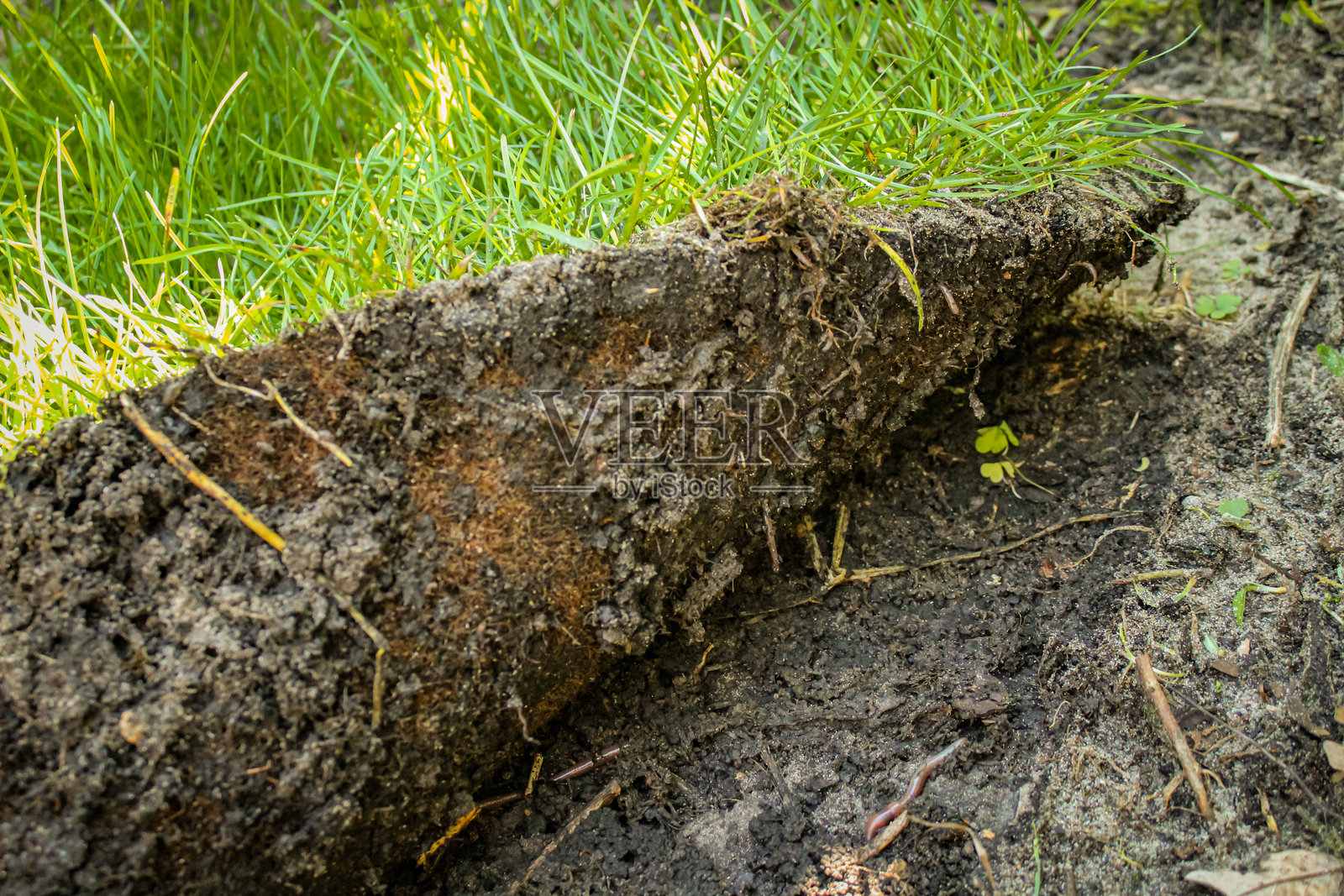 未耕种的土壤。一块草皮或草皮，可以轻松地从未耕种的土壤上提起。照片摄影图片