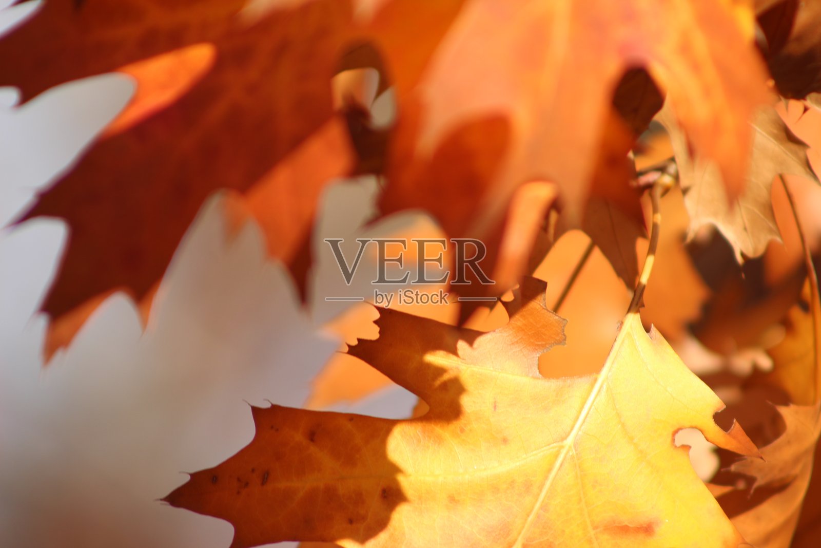 阿根廷自然风光，圣伊西德罗 3照片摄影图片