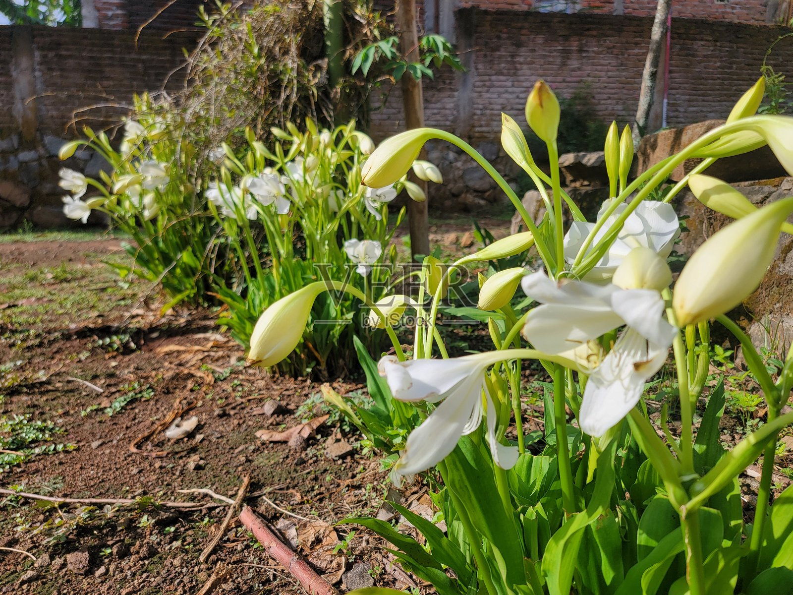 白色孤挺花照片摄影图片