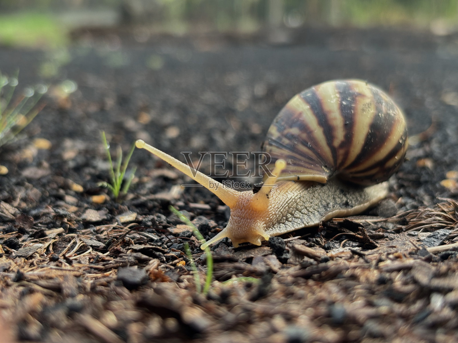 雨后花园里的蜗牛照片摄影图片