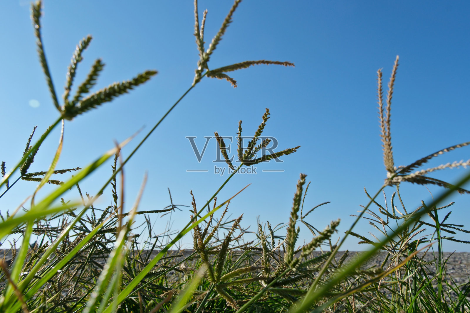 晴天里，绿草如茵的原野在蓝天背景下，采用浅景深拍摄，绿草与蓝天相映成趣。照片摄影图片