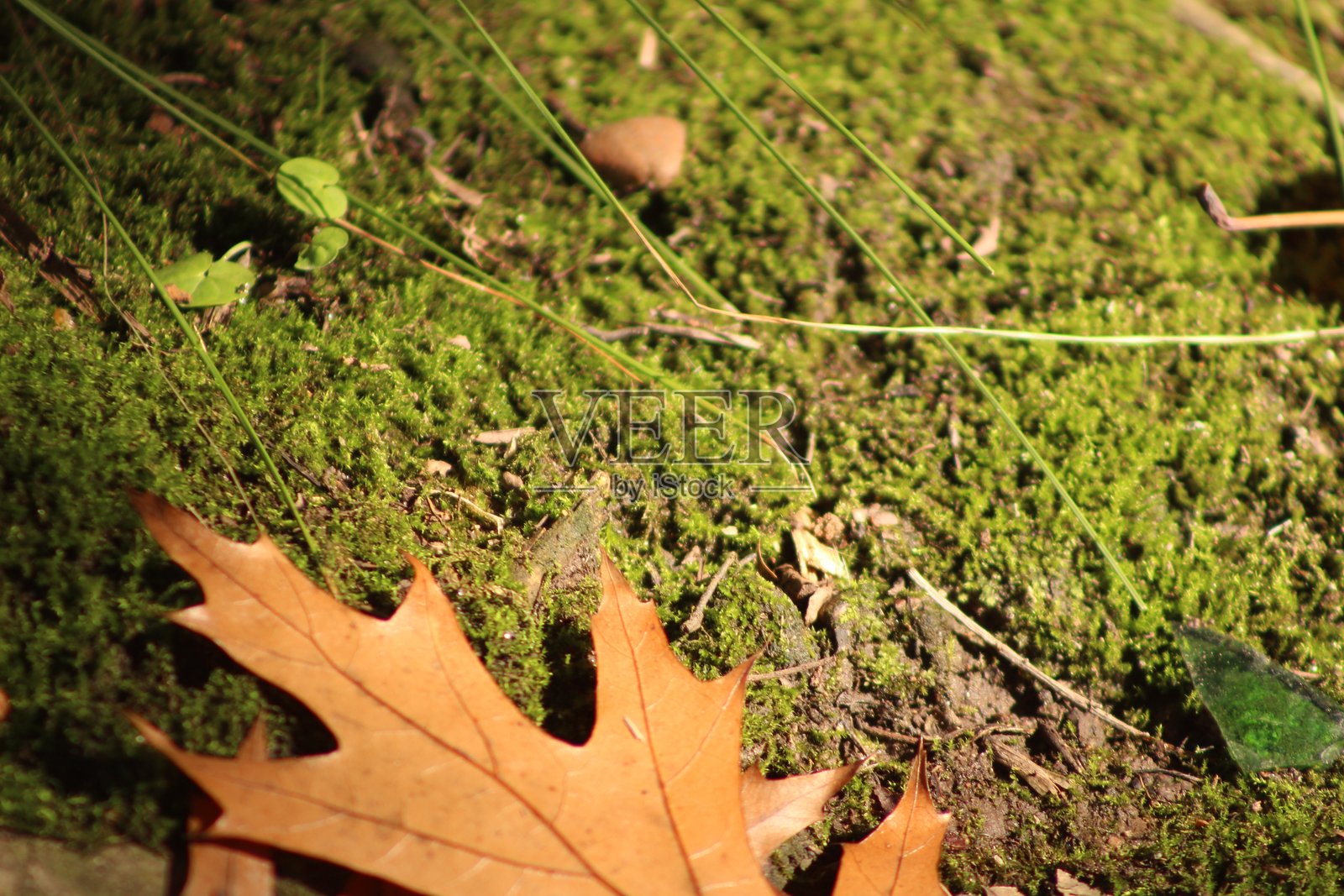 阿根廷自然风光，圣伊西德罗3照片摄影图片