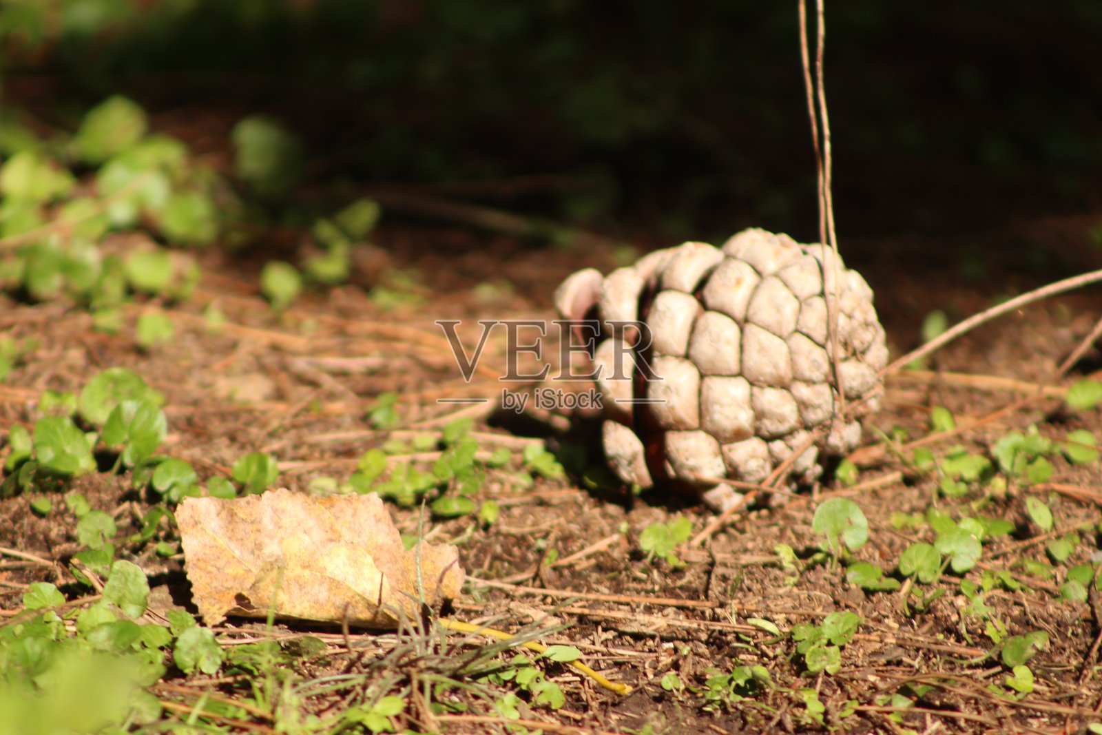 阿根廷自然风光，圣伊西德罗 3照片摄影图片