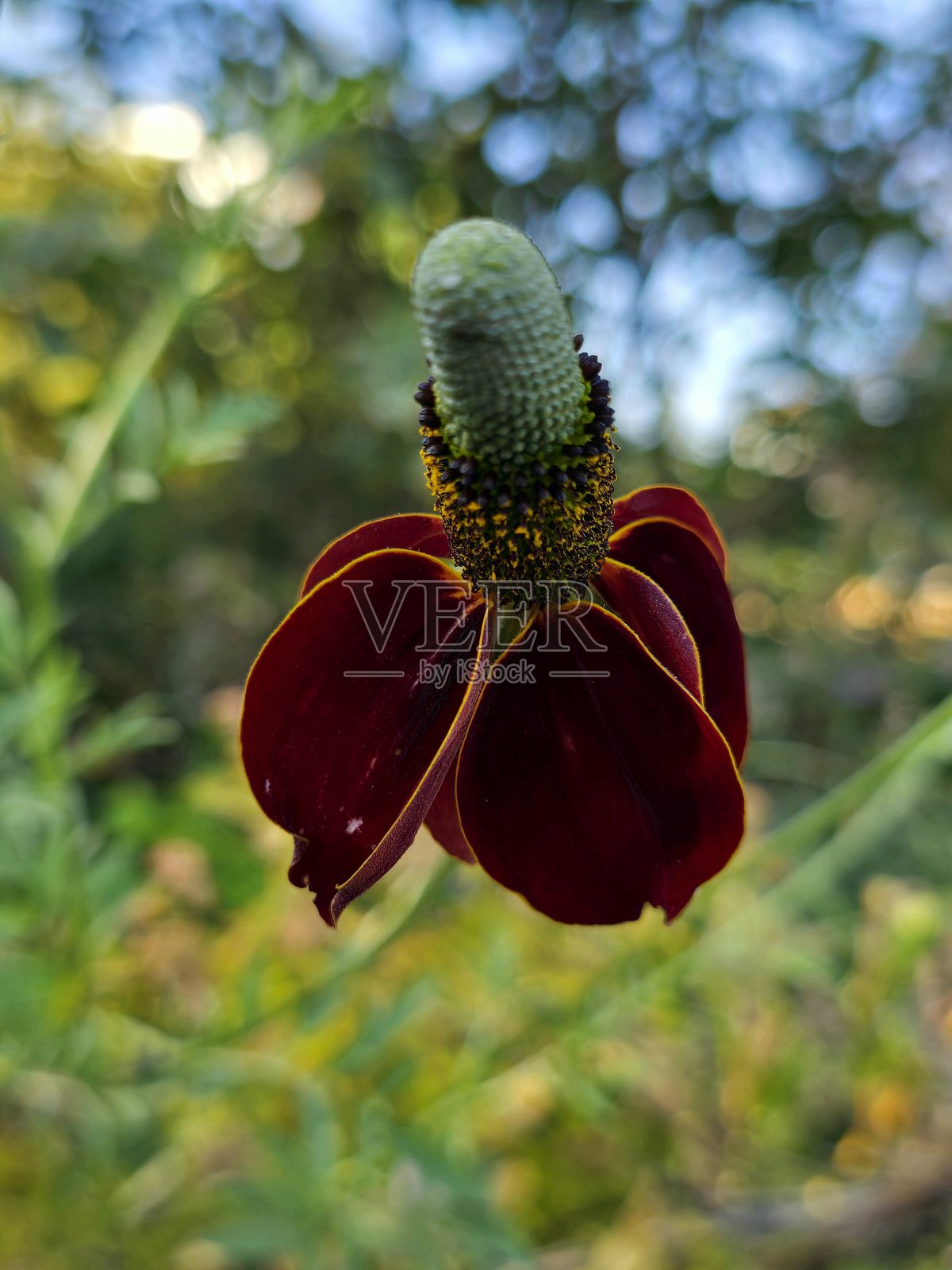 2025年7月12日上午，从独木舟桥延伸至铰链公园的三角公园的花卉和植物，位于海堤绿道人行道旁。照片摄影图片