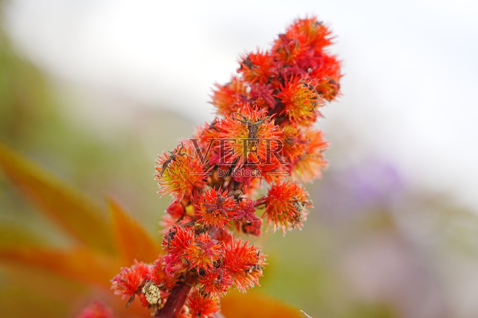 红蓖麻在户外生长照片摄影图片