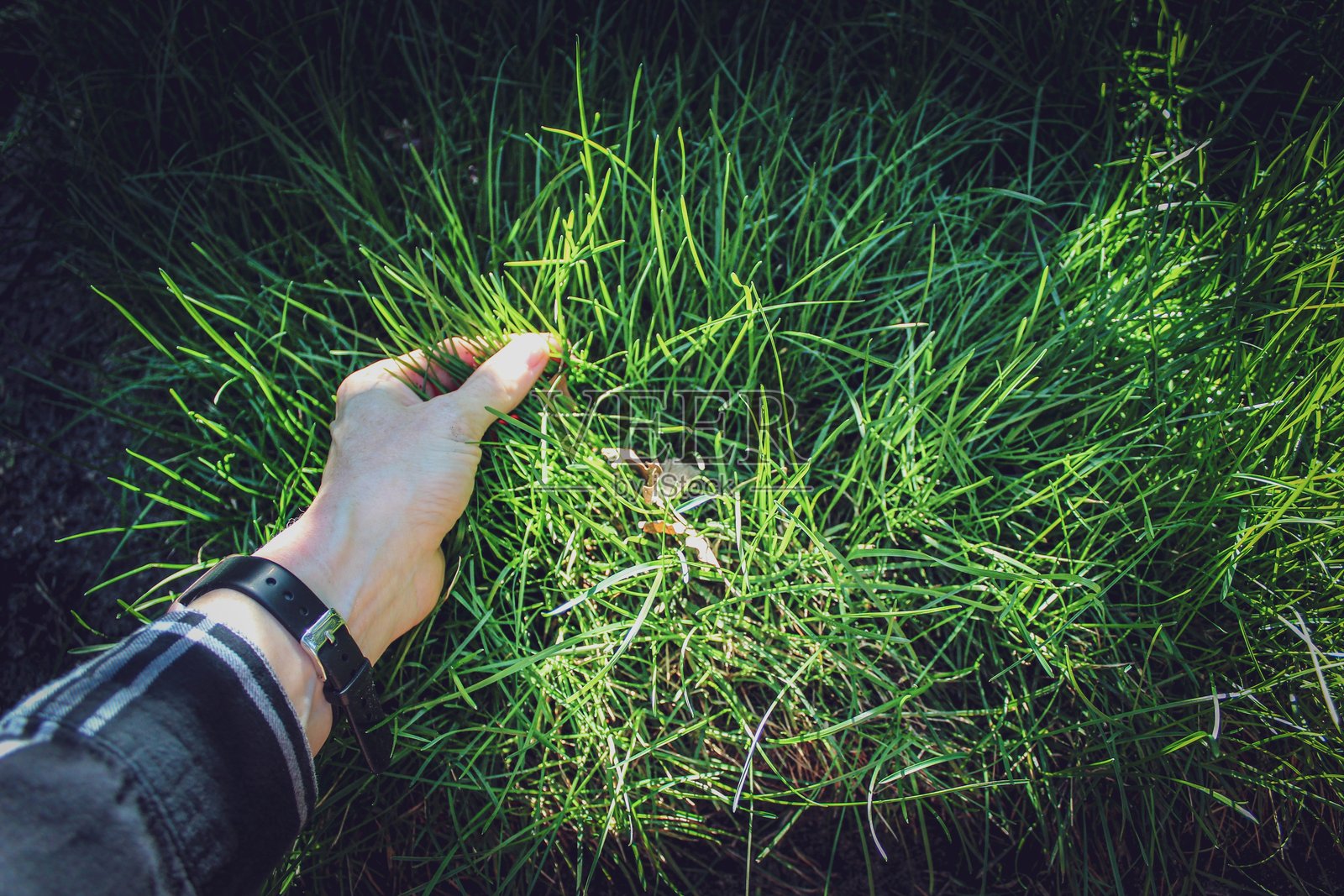 一个人弯腰查看长长的绿草照片摄影图片