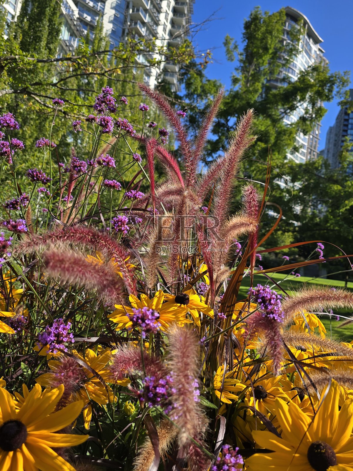 2025年8月23日，阳光明媚的早晨，从海滨海堤绿道步行道看到的温哥华耶鲁镇乔治·韦恩伯恩公园的花卉和植物。照片摄影图片