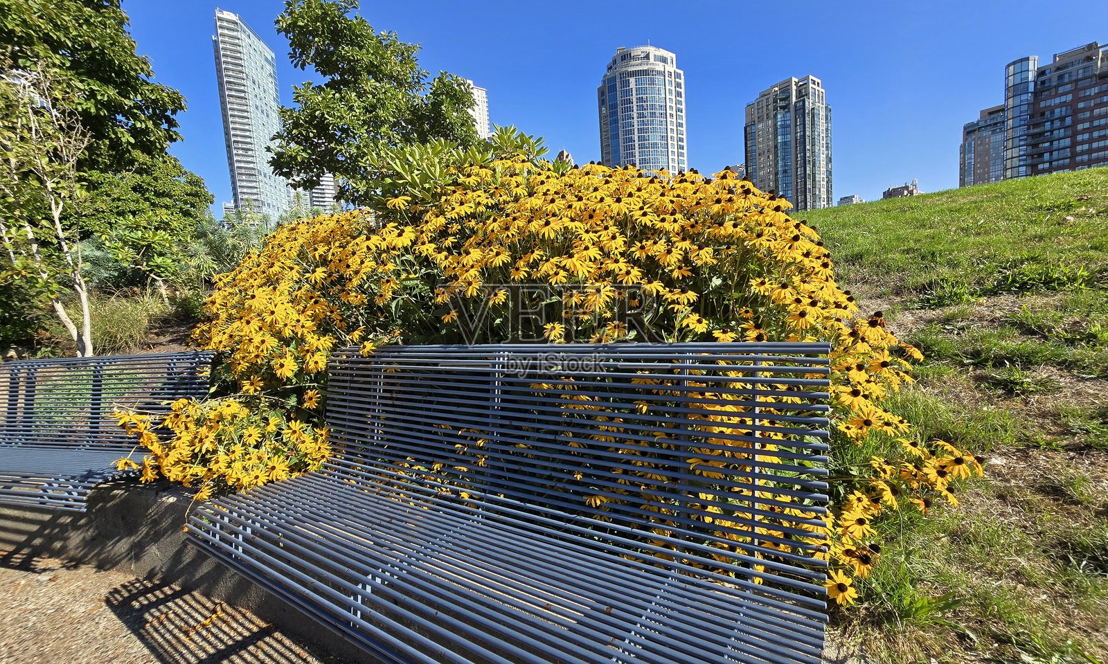 2025年8月23日，沿着温哥华耶尔镇海滨长堤绿色步行道旁的植物。照片摄影图片