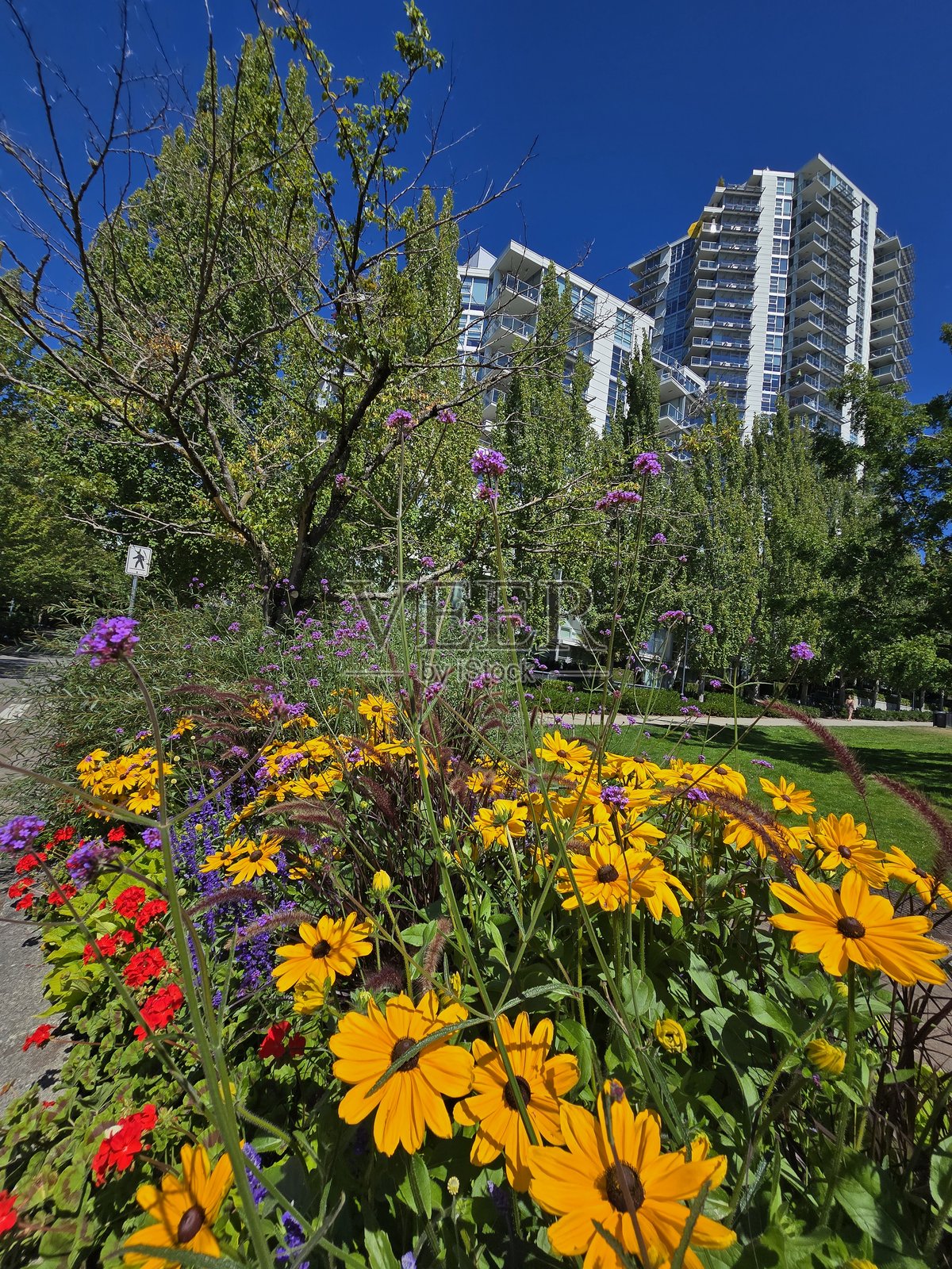 2025年8月2日，阳光明媚的早晨，从海滨海堤绿道步行道看到的温哥华耶鲁镇乔治·韦恩伯恩公园里的花卉和植物。照片摄影图片