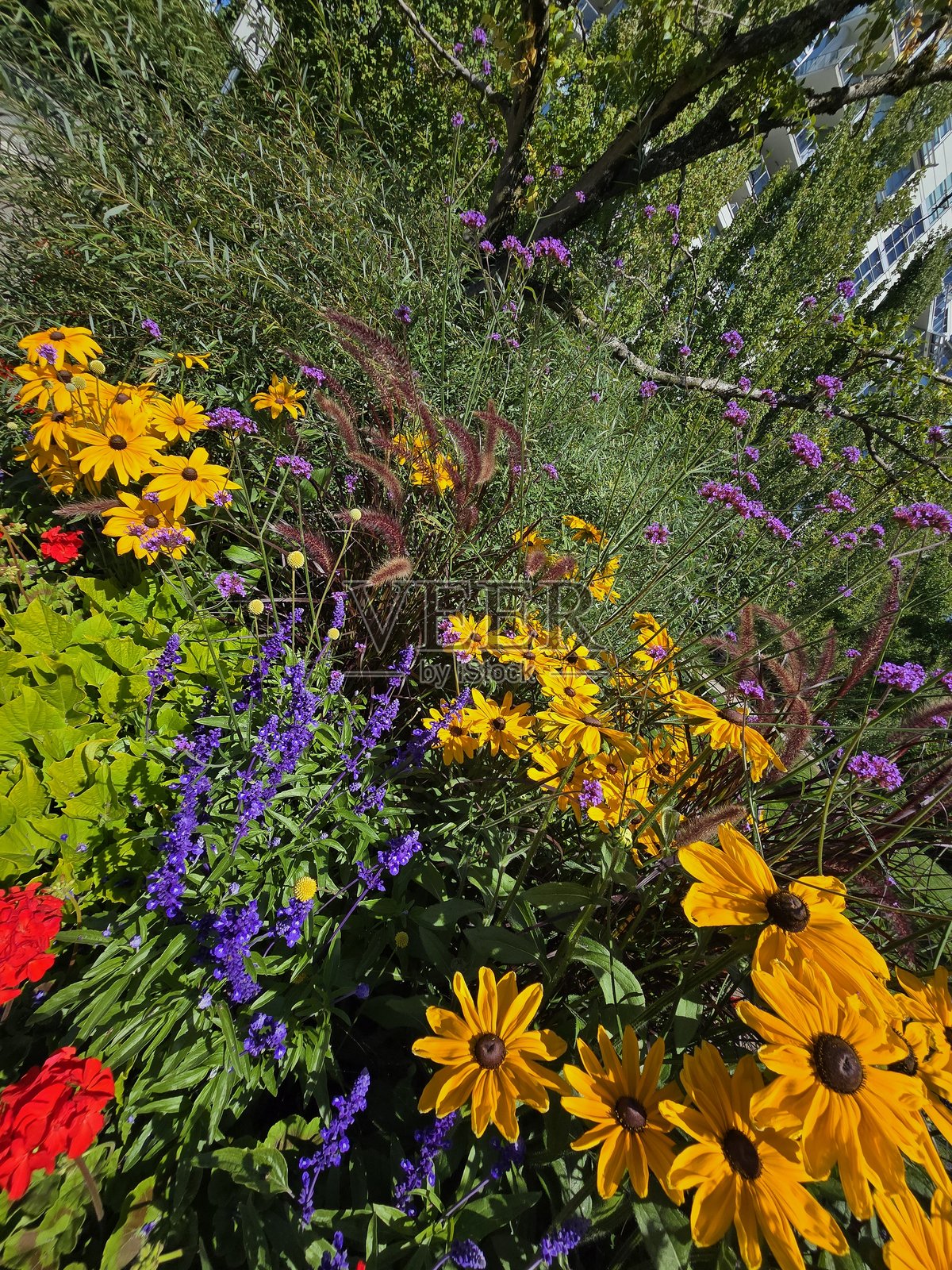 2025年8月2日，阳光明媚的早晨，从海滨海堤绿道人行道望去，温哥华耶夫湾乔治·韦恩伯恩公园的花卉与植物。照片摄影图片