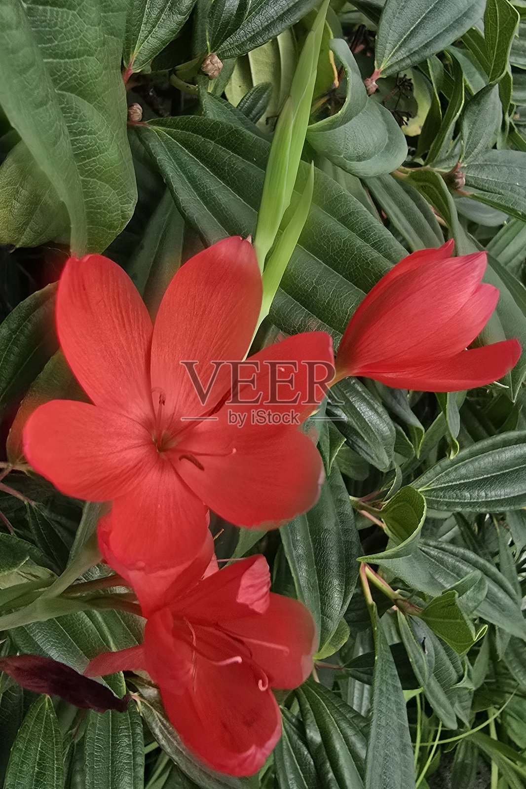 2025年8月16日，沿着温哥华耶鲁镇海滨海堤绿道步行道的植物。照片摄影图片